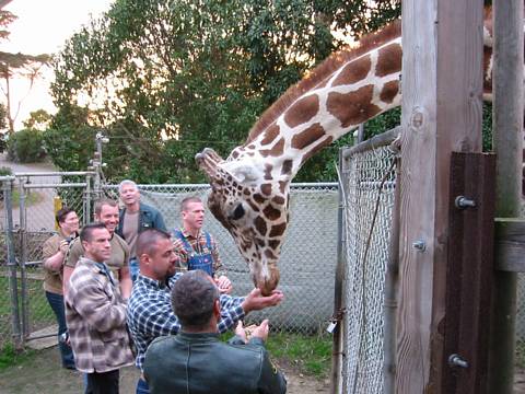 giraffe